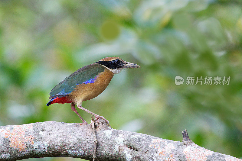 皮塔鸟：成年红树林皮塔（Pitta megarhyncha）。